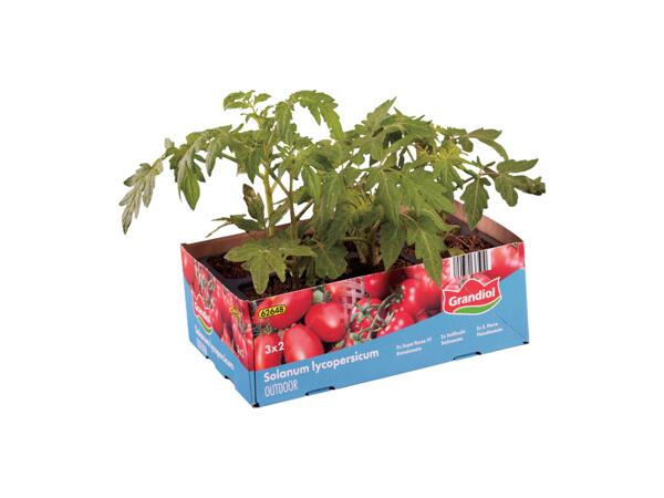 Tomatplantor, 6-pack