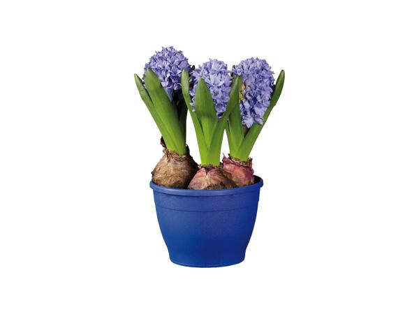 Hyacinths