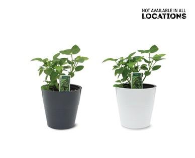 4" Foliage