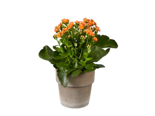Kalanchoe