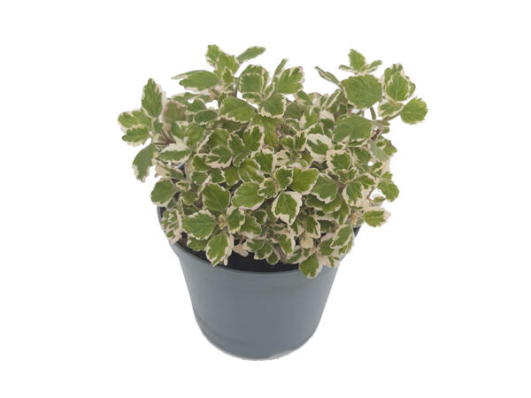 Plectranthus - Incense Scented Plant, Mosquito Repellent
