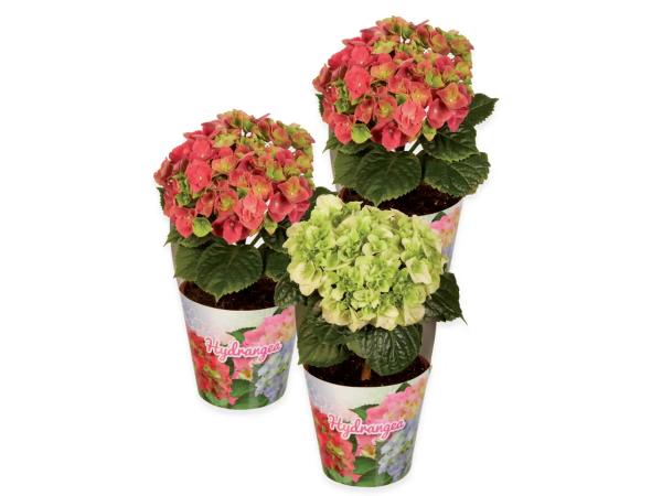 Hydrangea