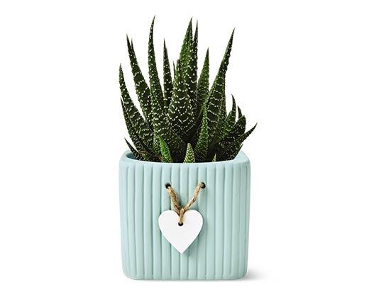 Mother's Day Succulent Assorted Varieties