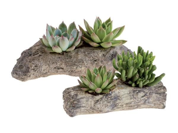 Succulent