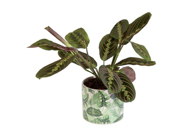 Indoor Plant in Leaf Ceramic