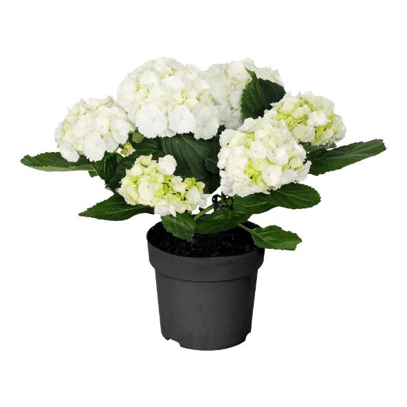Tuinhortensia
