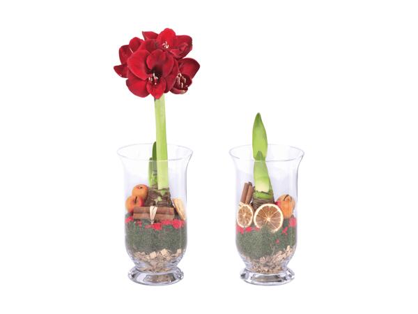Amaryllis dans un bocal de verre