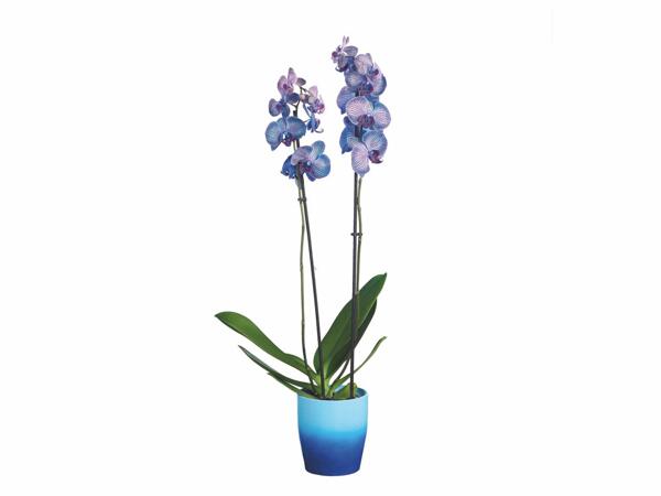 Orchidée couleur en céramique