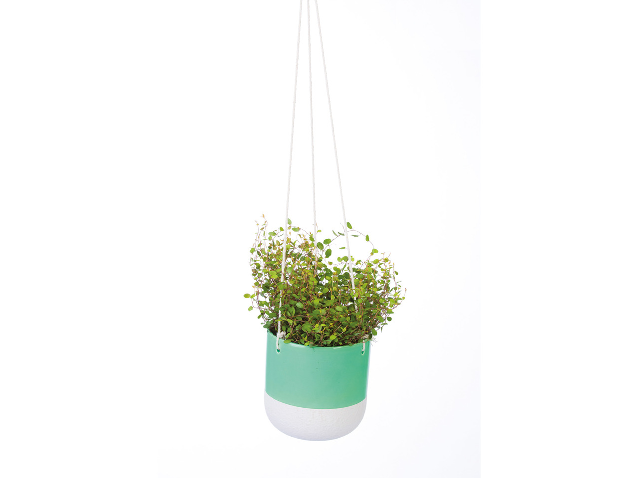 Green Plant in Ceramic Pot1