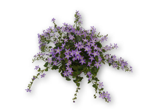 Campanula, Heliotrop eller Angelonia