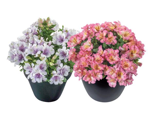 Alstroemeria