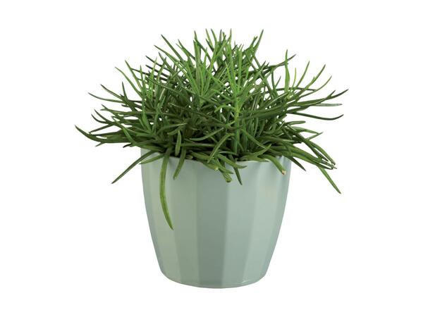 Mini Plants in Ceramic Pots