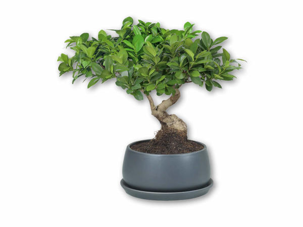 Bonsai i keramikskjuler