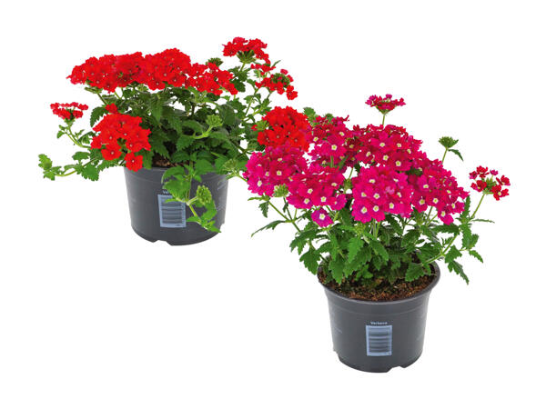 Verbena (nur in der Deutsch- und Westschweiz)