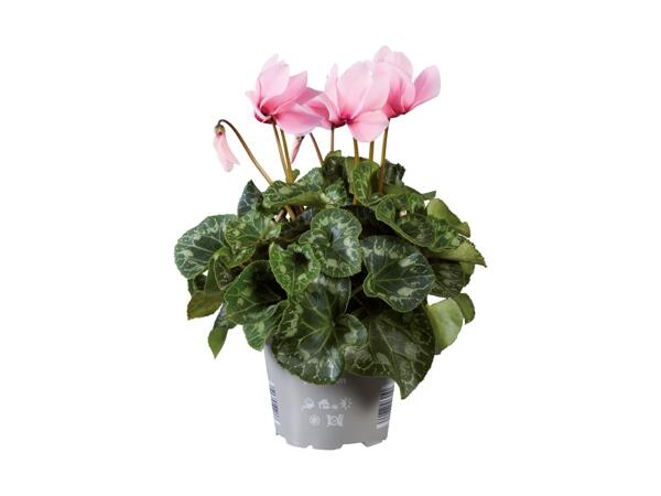 Large Cyclamen