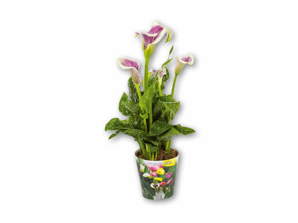Calla