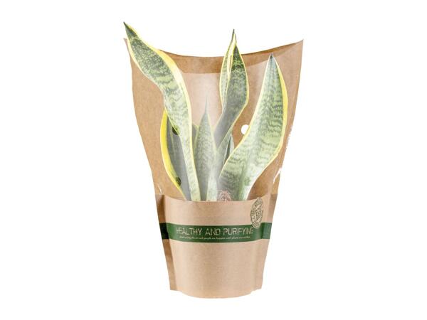 Air Purifying Plants