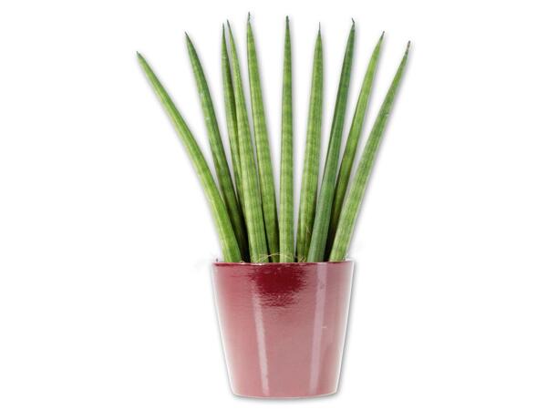 Sansevieria im Keramiktopf