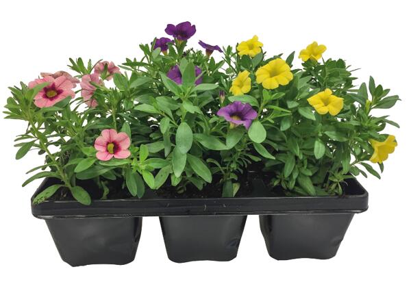 Flowering plants