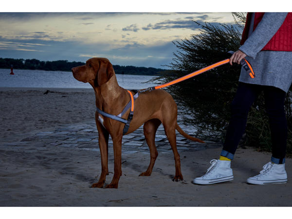 LED-hundsele/-koppel