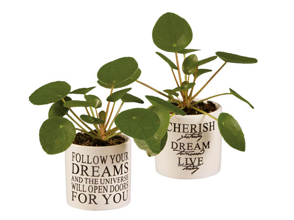 Pancake Pilea