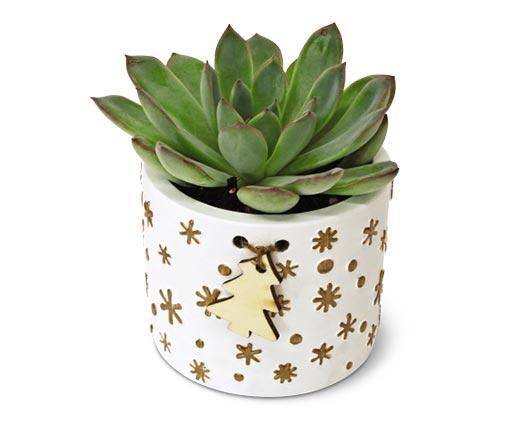 Holly Jolly Succulent