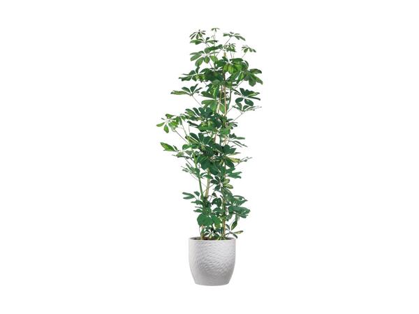 Stor grøn plante