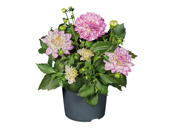Dahlia ou zinnia