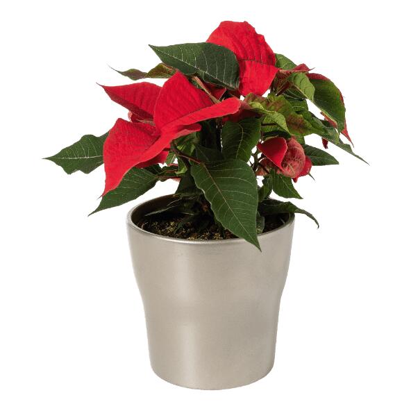 Kerstster