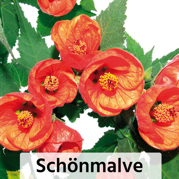 Mandevilla / Kübelpflanzen