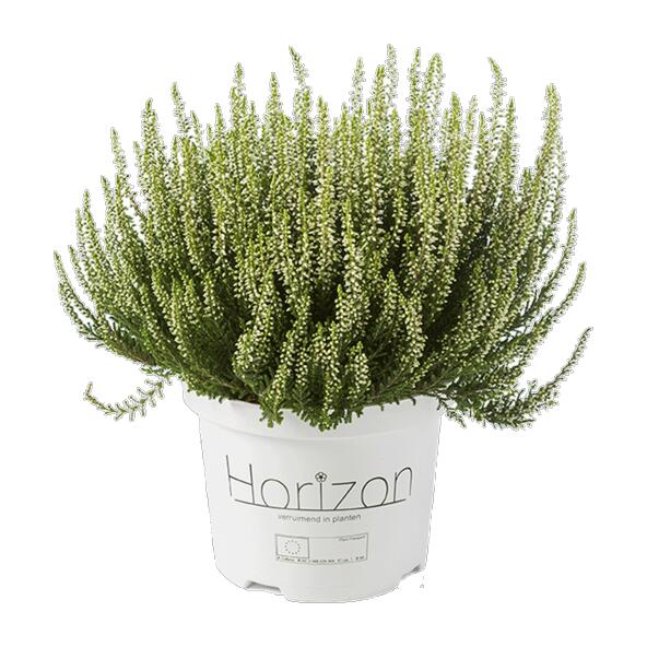 Heideplant