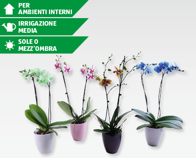 Phalaenopsis rare