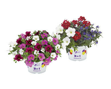 TRIO DE PLANTES POUR BALCON