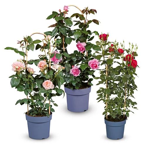 Duftrose*