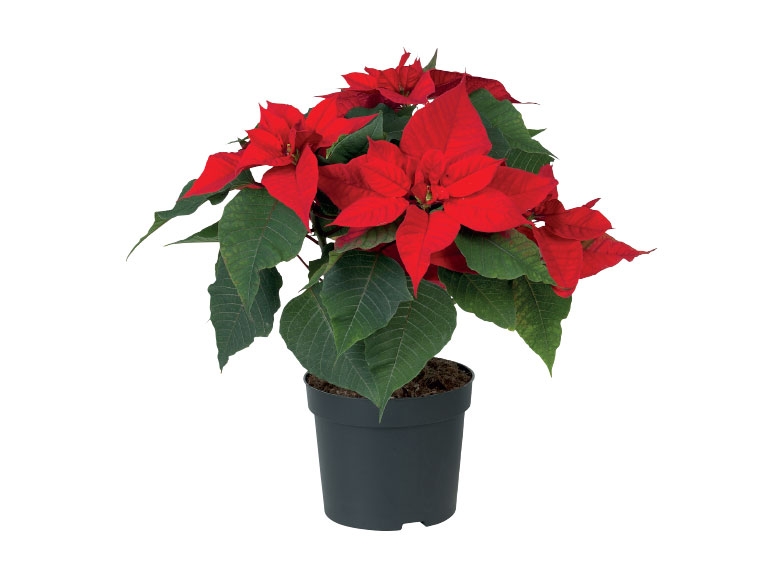 Christmas Poinsettia