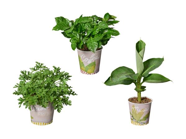 Frugtplante i bæger