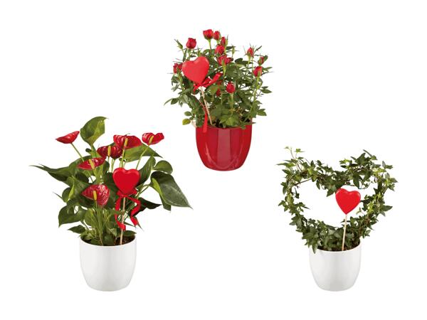 Anthurium, rose tige, lierre dans un cache-pot