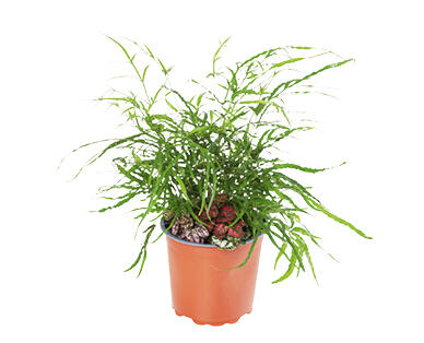 Freckle Face Fern Planters 155mm