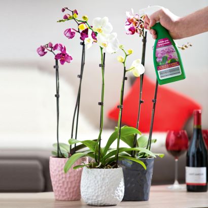 Orchidée de Saint-Valentin