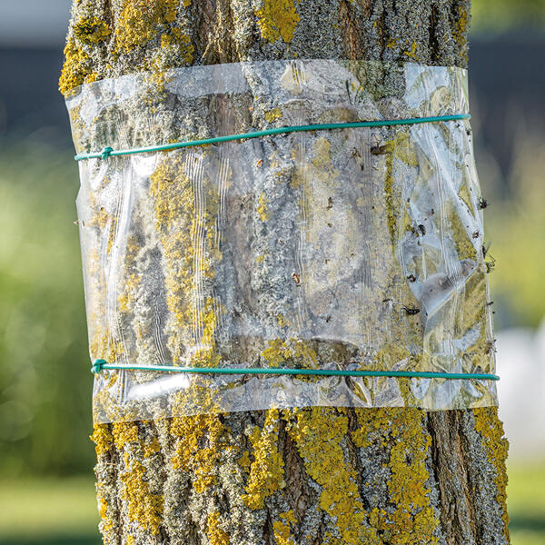 Baum-Leimring