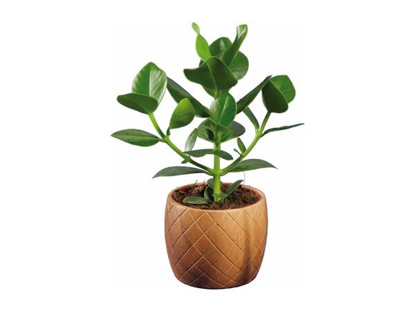 Green Plants in Wood Design Ceramic