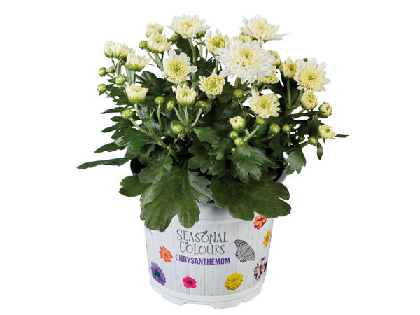 Chrysantheme Multiflora