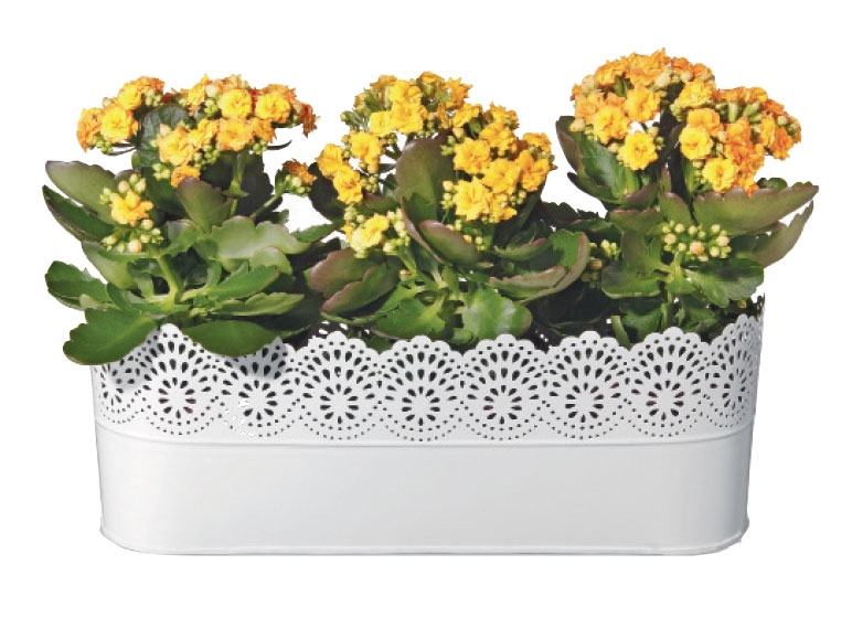 FLORABEST Flower Pot