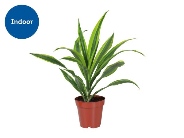 Assorted Green Houseplants