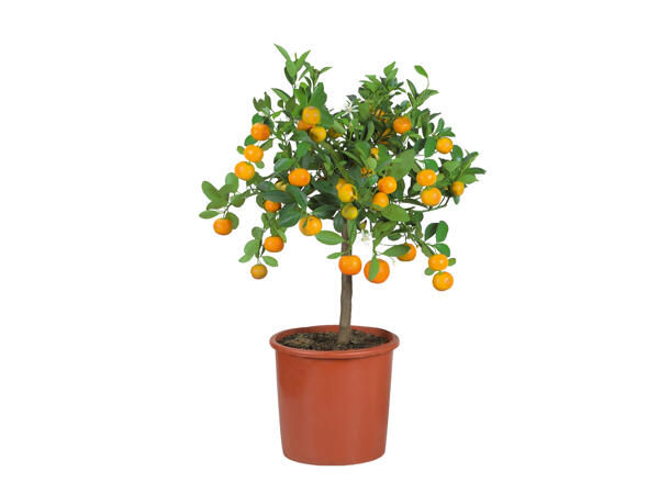 Large Citrus Plants