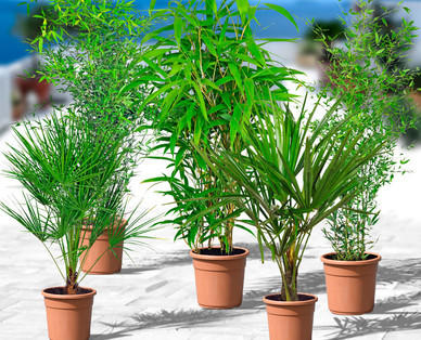 Palme, Bambus