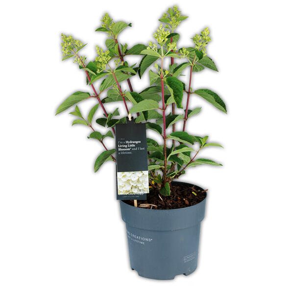 Rispen Hortensie