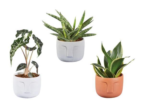 Plante verte dans un pot "visage" en céramique