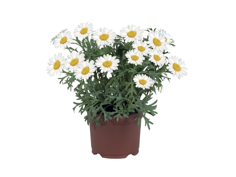 Marguerite