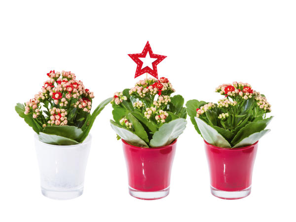Kalanchoe i glasburk